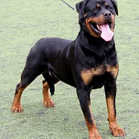 Rottweiler, picture 3 of 9