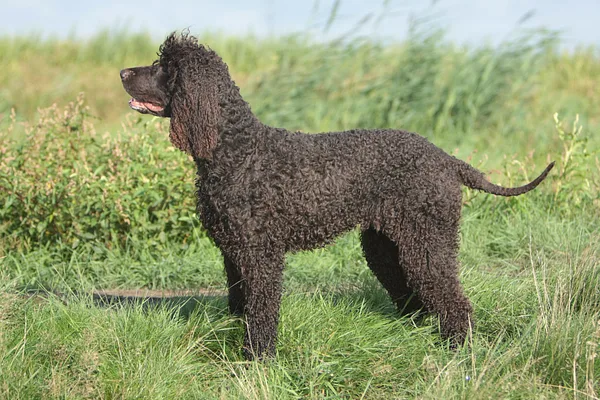 A Irish Water Spaniel