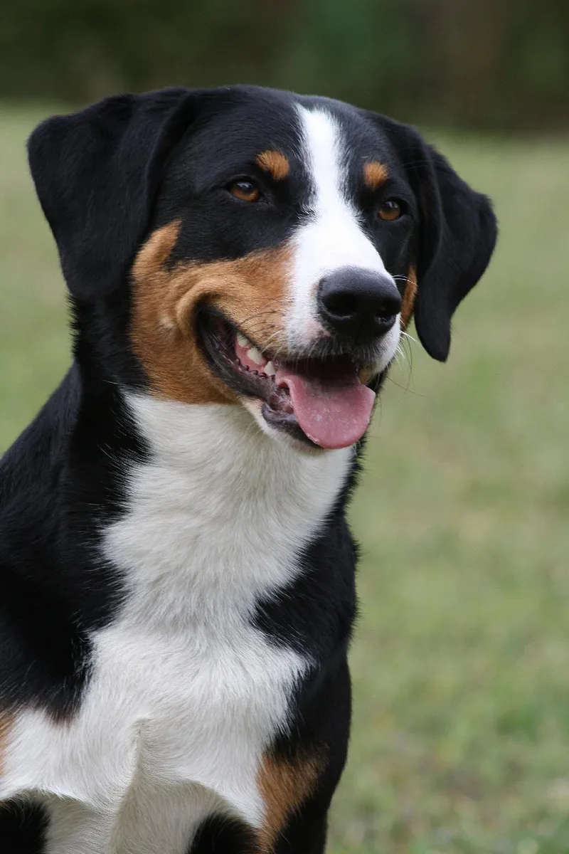 Appenzeller Sennenhund