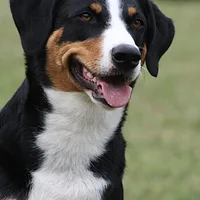 Appenzeller Sennenhund