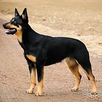 Australian Kelpie, picture 4 of 8
