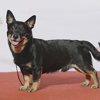 A Lancashire Heeler dog