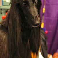Afghan Hound