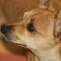 Chihuahua, picture 7 of 10
