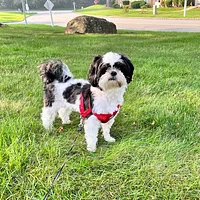 Shih Tzu, picture 4 of 8