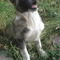Caucasian Shepherd Dog