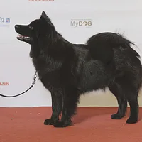Swedish Lapphund, picture 5 of 8