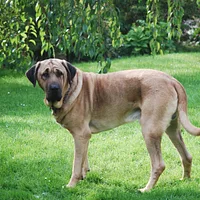 Broholmer