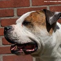 American Bulldog