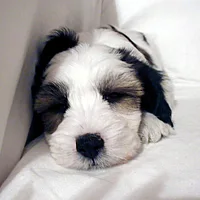 Tibetan Terrier, picture 9 of 9