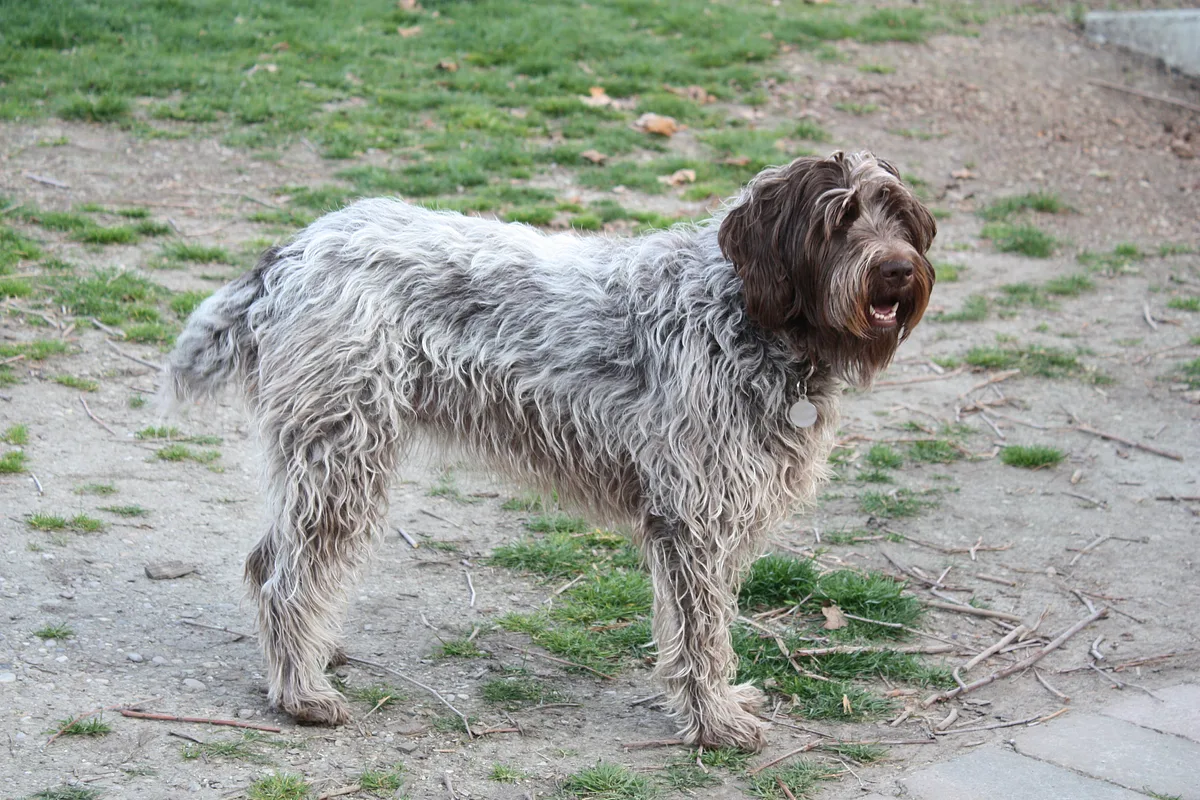 Wirehaired Pointing Griffon dog, photographed by Liv klesta