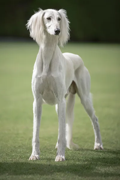 A Saluki