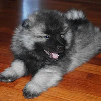 Keeshond, picture 8 of 10