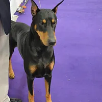 Doberman Pinscher