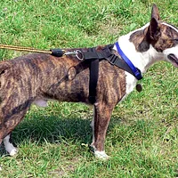 Bull Terrier, picture 4 of 6