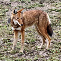 Cirneco dell'Etna, picture 6 of 8
