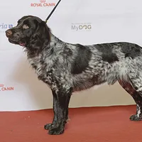 Deutscher Wachtelhund