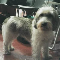 Petit Basset Griffon Vendéen, picture 4 of 9