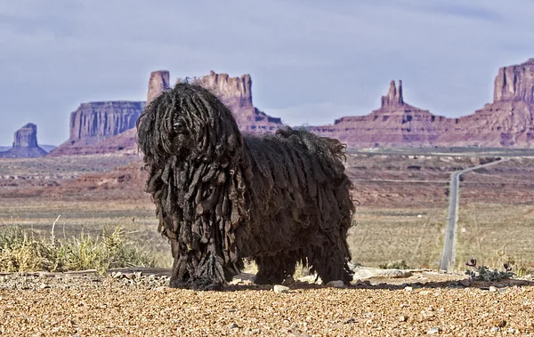 A Puli