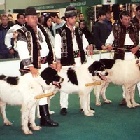 Tornjak