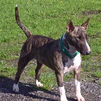 Bull Terrier, picture 2 of 6