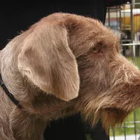 Slovakian Wirehaired Pointer, picture 4 of 10