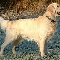 A Golden Retriever dog