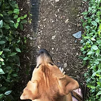 Mountain Cur, picture 4 of 4