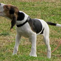 Treeing Walker Coonhound, picture 6 of 10