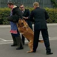 Belgian Malinois, picture 8 of 8