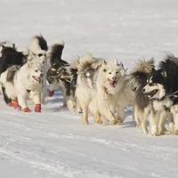 Yakutian Laika, picture 7 of 8
