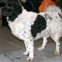 Nederlandse Kooikerhondje, picture 8 of 9