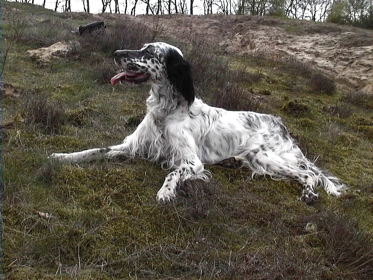 English Setter dog, photographed by an unknown author