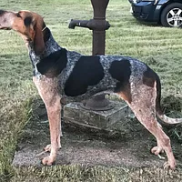 American English Coonhound