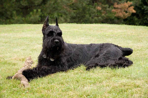 A Giant Schnauzer