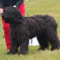 Briard