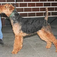 Welsh Terrier, picture 6 of 10