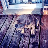 Neapolitan Mastiff, picture 9 of 9
