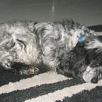 English Cocker Spaniel