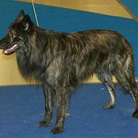Dutch Shepherd