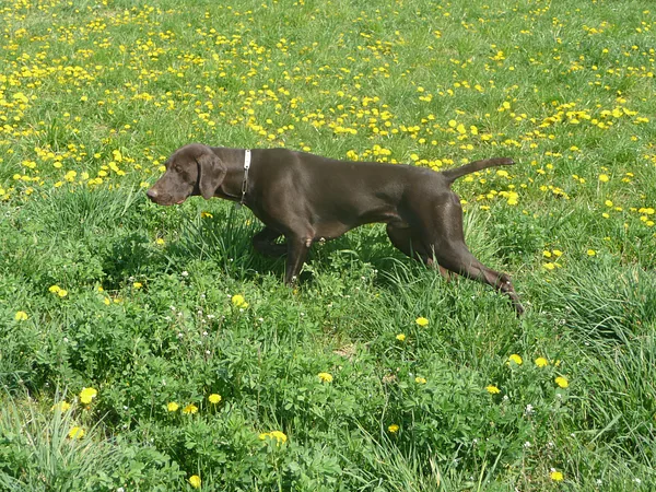 A German Shorthaired Pointer