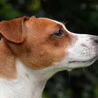 Russell Terrier, picture 2 of 9