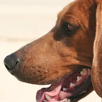 Redbone Coonhound, picture 7 of 10