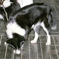 Karelian Bear Dog, picture 8 of 9