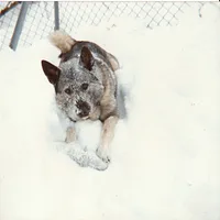 Norwegian Elkhound, picture 8 of 10