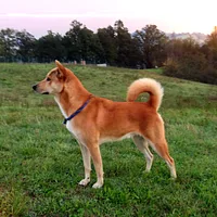 Canaan Dog, picture 4 of 10