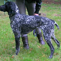 German Shorthaired Pointer