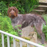 Wirehaired Pointing Griffon, picture 5 of 7