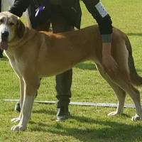 Central Asian Shepherd Dog