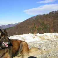 Belgian Tervuren